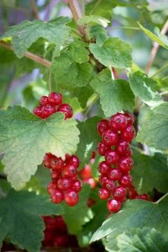 Red currants Stock Photos