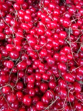 Red Currants Stock Photos