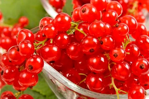 Red currants Stock Photos