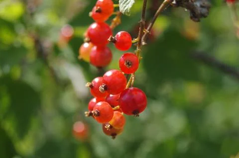 Red currants Stock Photos