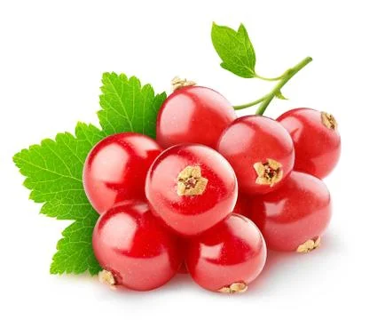 Red currants Stock Photos