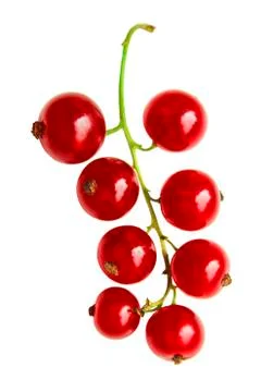 Red currants Stock Photos