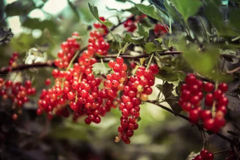 Red currants Stock Photos