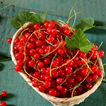 Red currants Photos