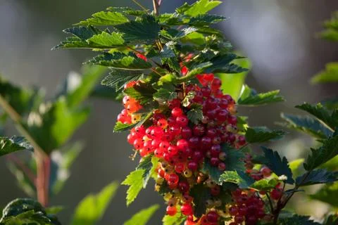 Red currants Foto stock