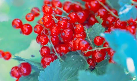 Red Currants Stock Photos