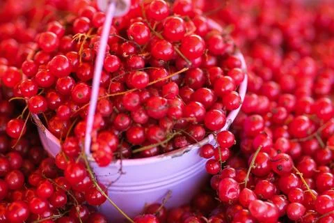 Red currants Stock Photos