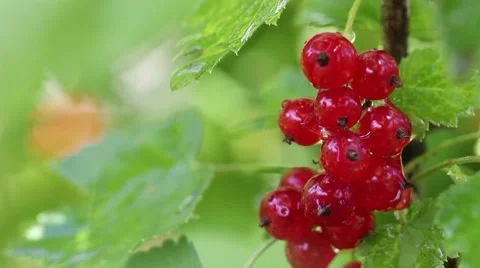 Red currants in the rain. close-up. Stock Footage 7905237