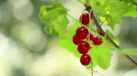 Red Currants, Small Bunch, right 2 Stock Footage 24802654