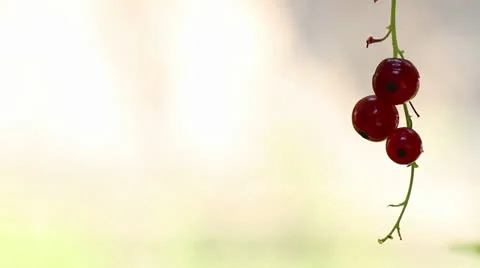 Red Currants, Small Bunches, 4 shots Stock-Footage 24807773