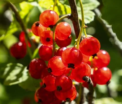 Red currants. Sweet transparency. Foto stock