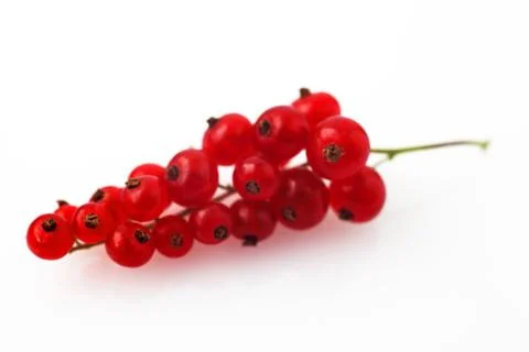 Red currants on white background macro Stock Photos