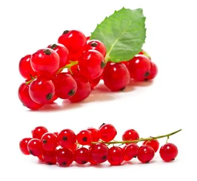 Red currants on a white background. Stock Photos
