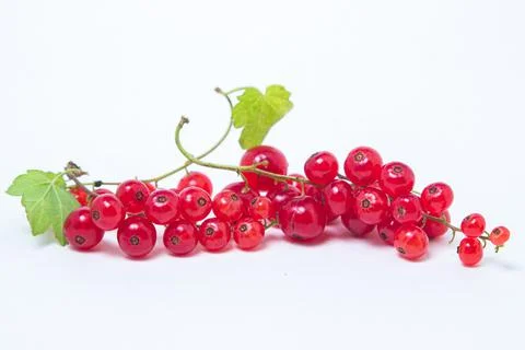 Red currants on a white background. Stock Photos