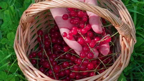 Red currants in a wicker basket Stock Footage 316850637