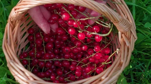 Red currants in a wicker basket Stock Footage 316850638
