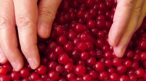 Red currants in a woman's hands Stock Footage 65247353