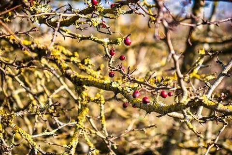 Red current or berry on fall branches with moss Фото