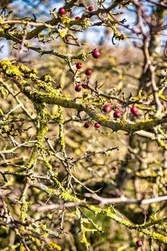 Red current or berry on fall branches with moss Stock Photos
