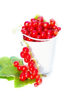 Red current Stock Photos