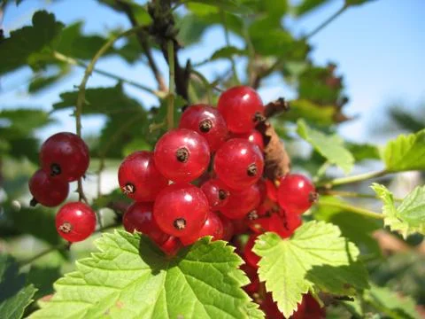 Red current Stock Photos