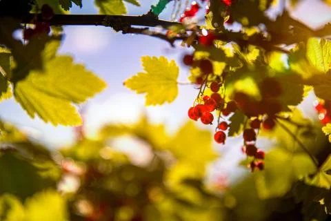 Red current Stock Photos