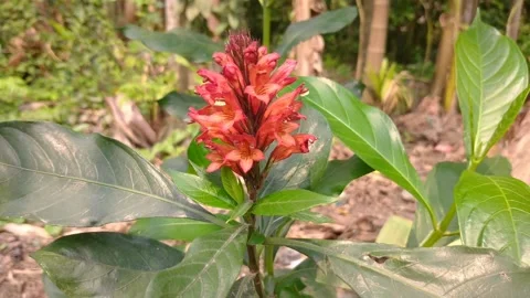 Red curry flower in home Stock Footage 152014241