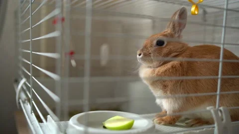 Red cute pet rabbit sits in a cage at home, funny wiggling nose Stock Footage 171923949