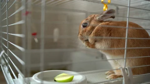 Red cute pet rabbit sits in a cage at home, rabbit washing its muzzle with its Stock Footage 171924018