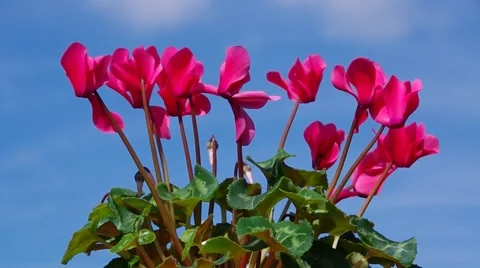 Red cyclamen flower Stock Footage 49209250