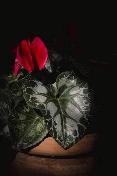 Red cyclamen flower in pot dramatic light dark background closeup Stock Photos