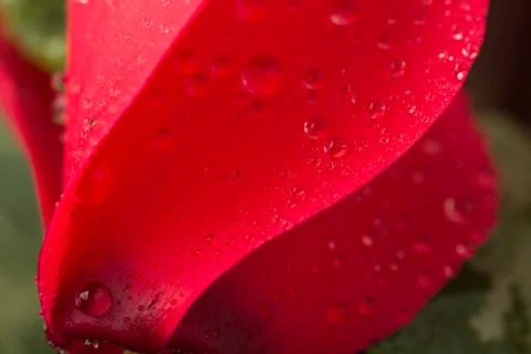 Red cyclamen Stock Photos