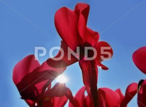 Red cyclamens against blue sky Stock Photos