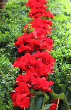 Red cyclamens in row Stock Photos