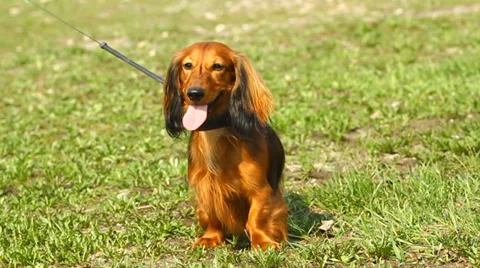 Red dachshund on the grass Stock Footage 37905555