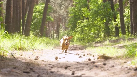 Red dachshund walking in a in a pine forest Stock Footage 274724094