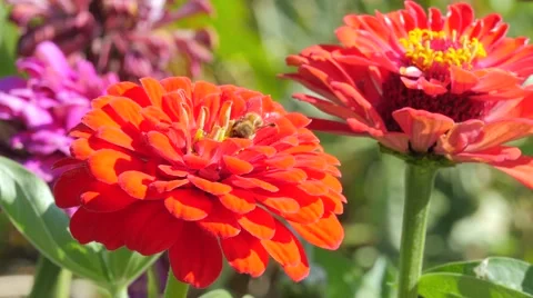 Red dahlia and bee Video stock 41837865