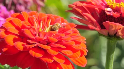 Red dahlia and bee 動画素材 41852664