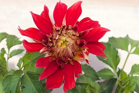 Red dahlia close up Stock Photos