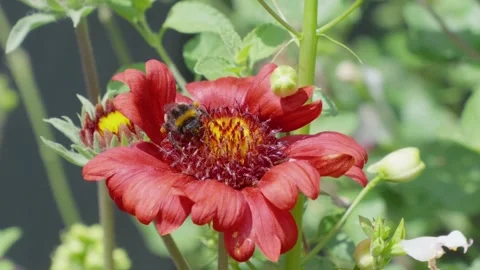 Red dahlia flower with bumblebee pollinating. Bee moves gently through center Stock Footage 345255533