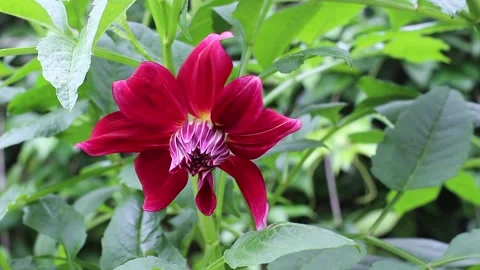Red dahlia flower 스톡 동영상 168318372