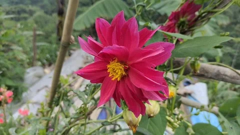 RED DAHLIA FLOWER Stock Footage 228750151