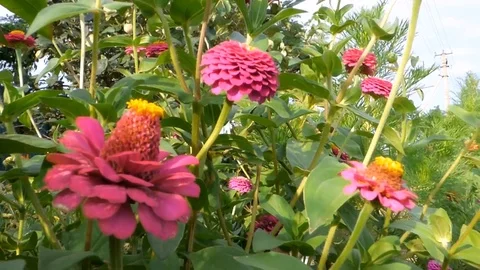 Red Dahlia Stock Footage 93735827