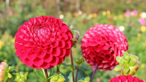 Red dahlia Stock-Footage 95035451
