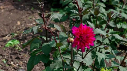 Red dahlia Stock Footage 313282488