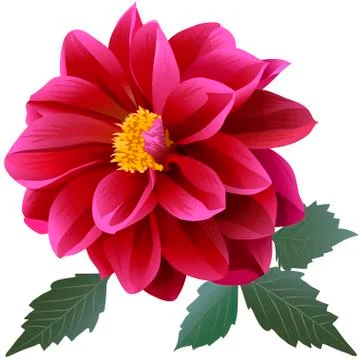 Red dahlia. Stock Illustration