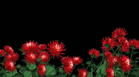 Red Dahlia - Lower Third - Transparent (+ alpha channel) Stock Footage
