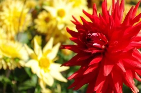 Red dahlia Stock Photos