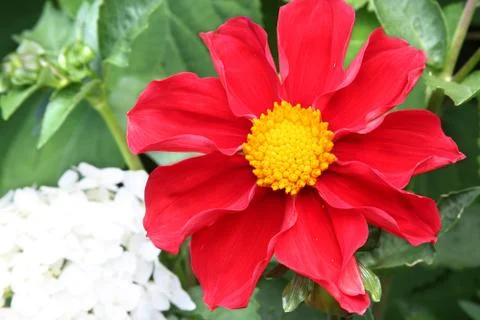 Red dahlia Stock Photos
