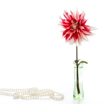 Red dahlia Stock Photos